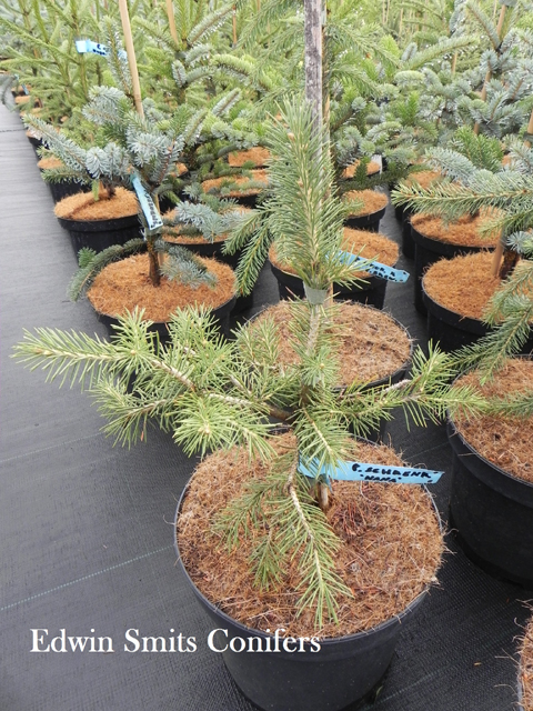 Picea schrenkiana 'Nana'